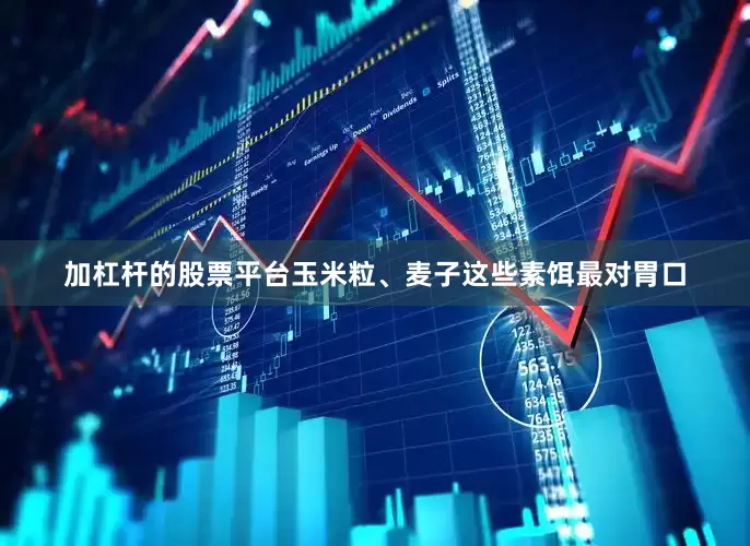 加杠杆的股票平台玉米粒、麦子这些素饵最对胃口
